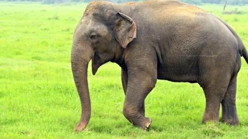 حمله فیل به یک خانه خبرساز شد