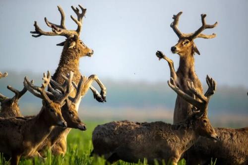 بهترین عکس های حیات وحش در هفته اخیر